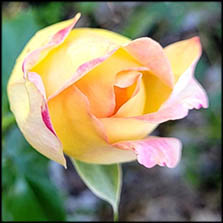peace rose bud